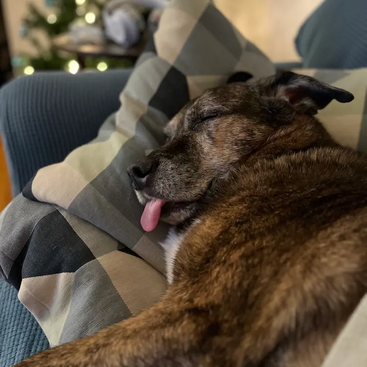 Jasper the snoozy doggo